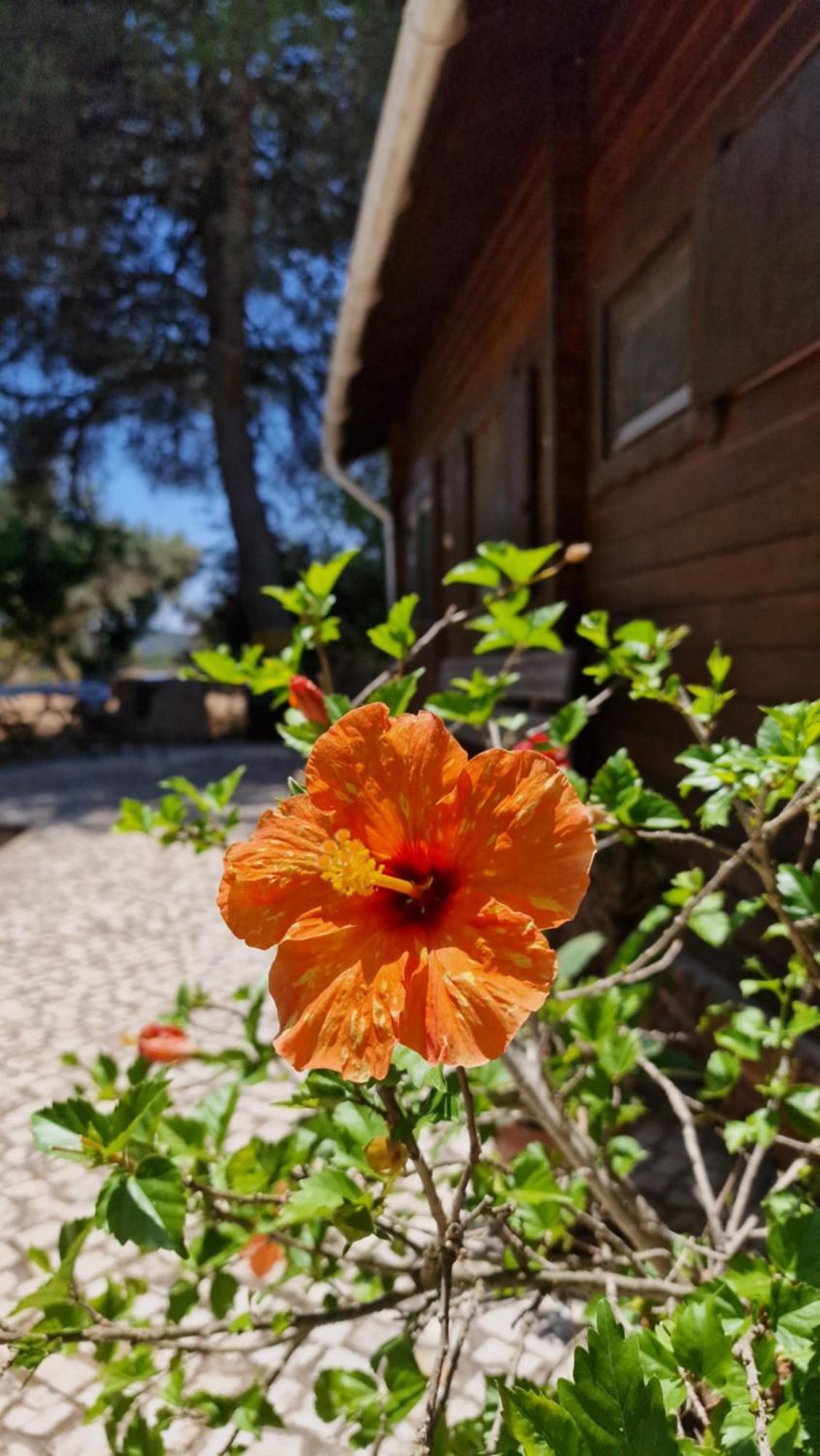 Chalet Villa Mosquito Silves Buitenkant foto